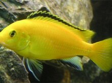 Limonik balıqları