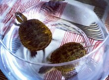 Tısbağa