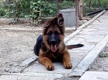 Ovçarka