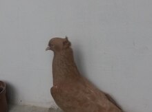 Göyərçin