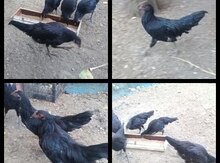 Toyuqlar