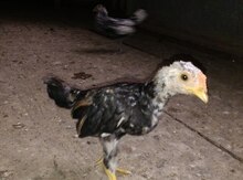 Cücə Koshamo