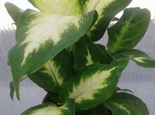 "dieffenbachia" gülü