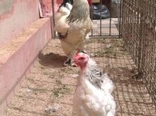 Layt xoruz və toyuq