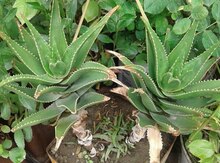 "Aloe" bitkisi