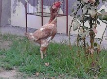 Heyrati toyuq