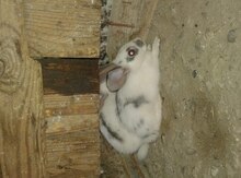 Dovşan