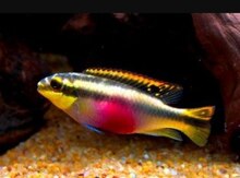 "Pelvicachromis pulcer" balığı
