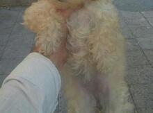 Pudel