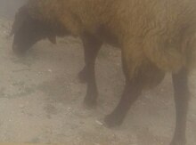 təcili satılır