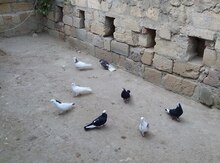 Göyərçinlər