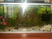 Akvarium balıqları