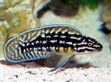 "Yulidaxromis marlieri" balığı
