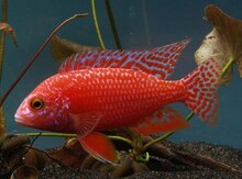 "Firefish" balığı