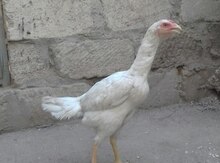 Herati