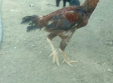 Heyratı xoruzu