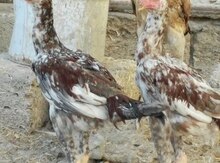 Heyratı beçəler