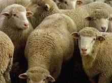 Qurbanliq quzular