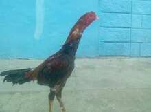 Heyratı xoruzu