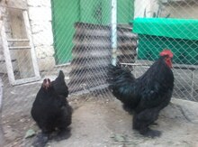 Quş "Koxin"