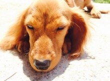 Koker spaniel balası