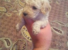 Pudel