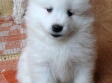 Samoyed