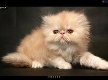 Персидский котенок