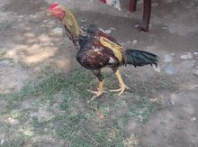 Heyrati quşu