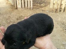 Koker spaniel