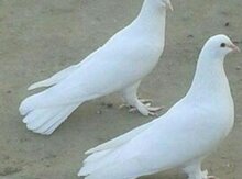 Quşlar