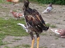 Heyrati