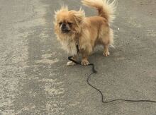 Pekines itlər