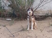 Haski
