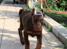 Doberman it