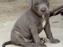 Pitbull balası