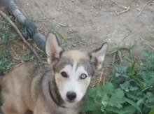 Haski