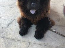 Chow Chow