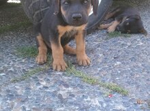 Doberman