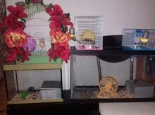 Cunqarik
