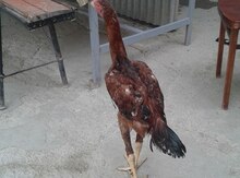 Heyratı