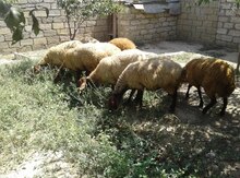 Qoyunlar