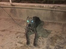 Pitbul