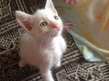 anqora balası