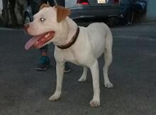 Pitbul (cütləşdirmək üçün)