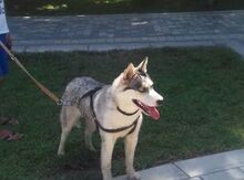 Haski
