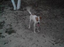Pitbul