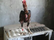 Heyratı xoruzu