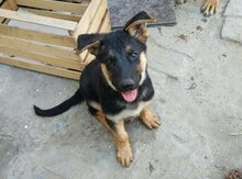 Немецкая овчарка