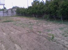 6 sot torpaq sahəsi, Albalı qəs.